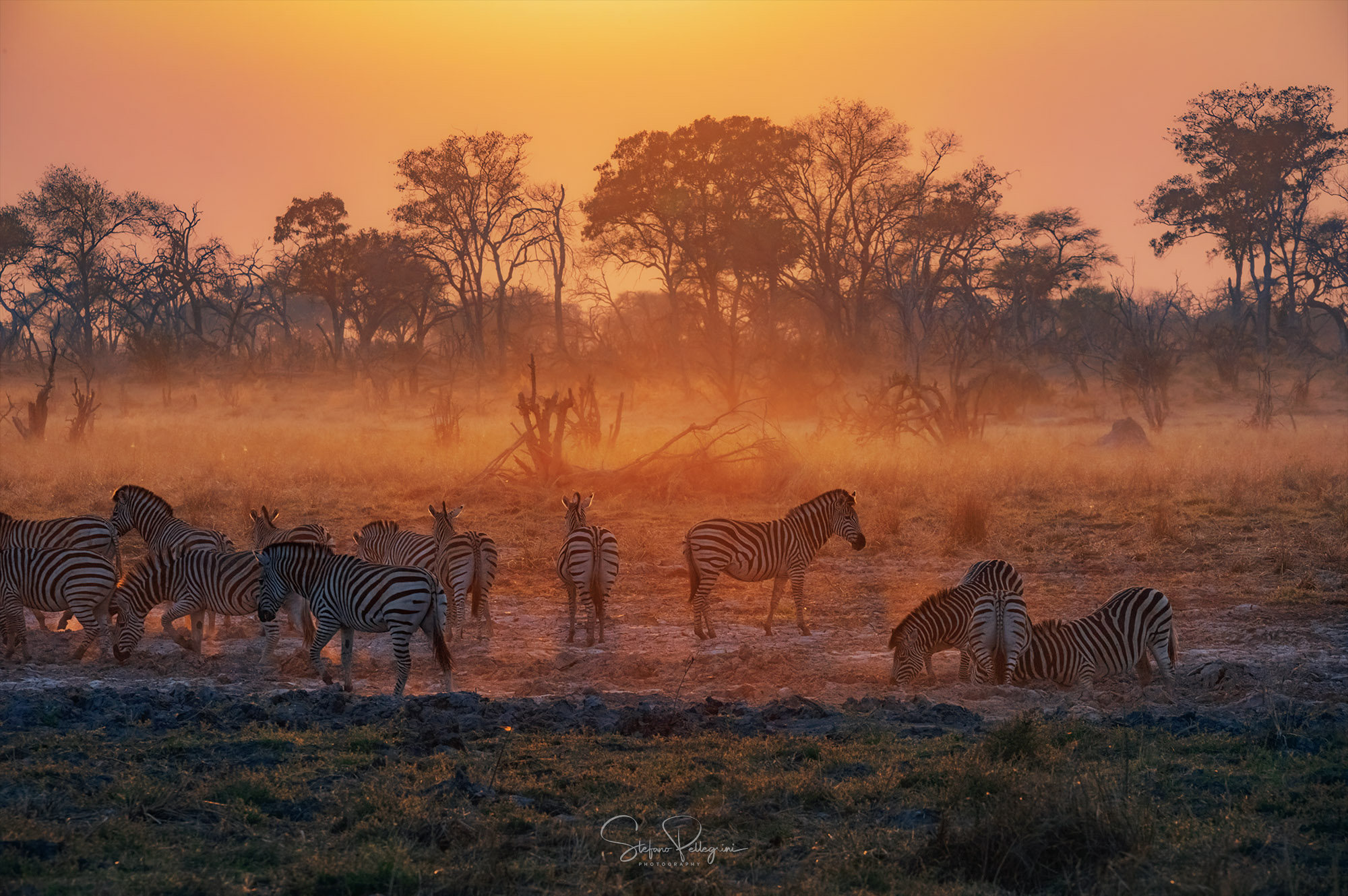 zebre sunrise